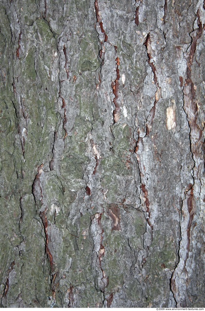 Tree Bark