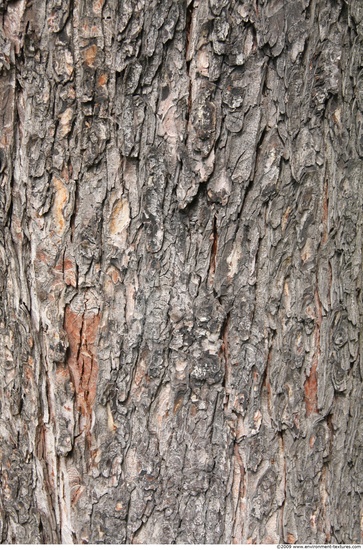 Tree Bark