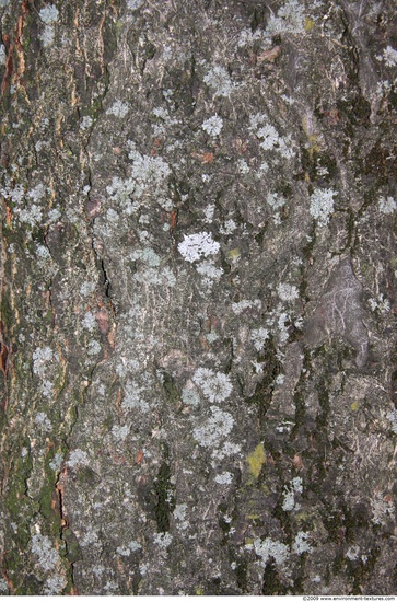 Tree Bark