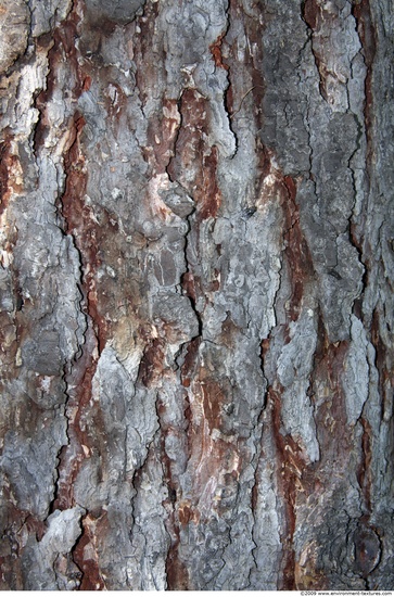 Tree Bark