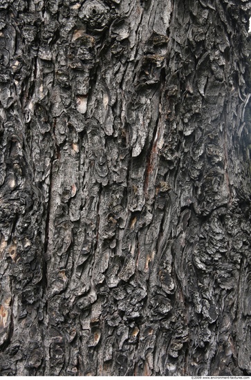 Tree Bark