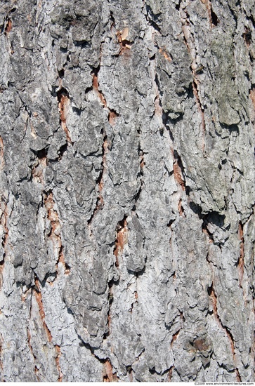 Tree Bark