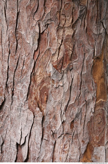 Tree Bark