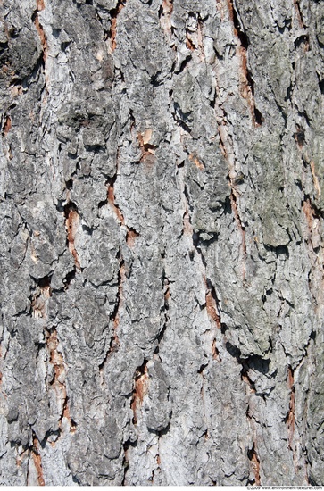 Tree Bark