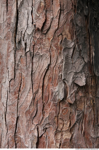 Tree Bark