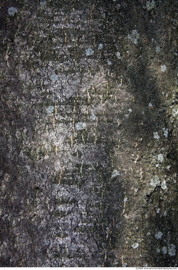 Tree Bark