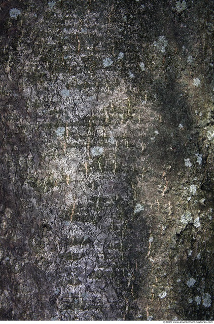 Tree Bark