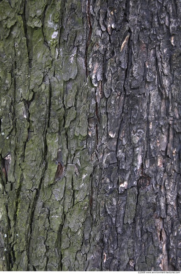 Tree Bark