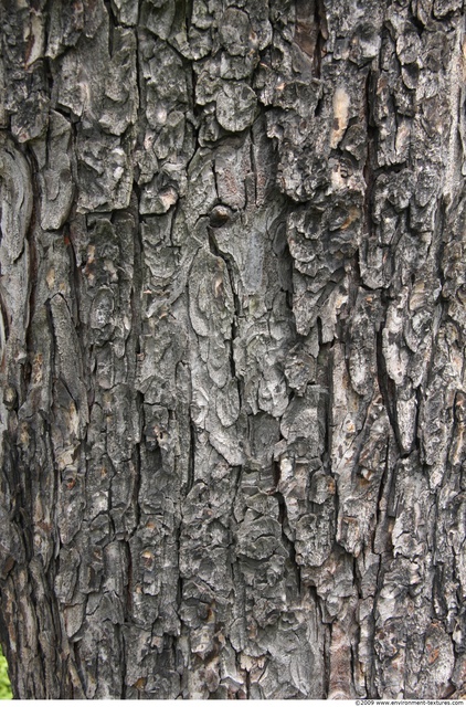 Tree Bark