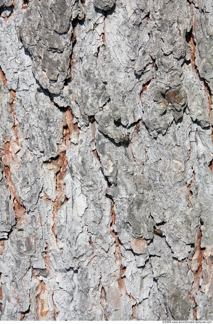 Tree Bark