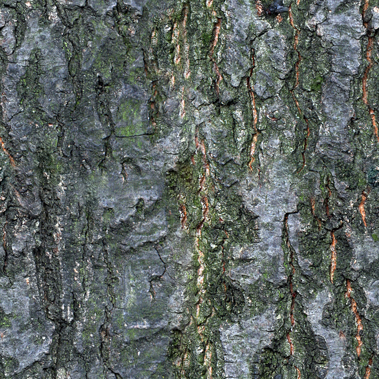 Seamless Tree Bark