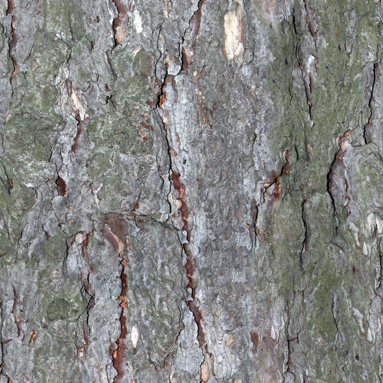 Seamless Tree Bark