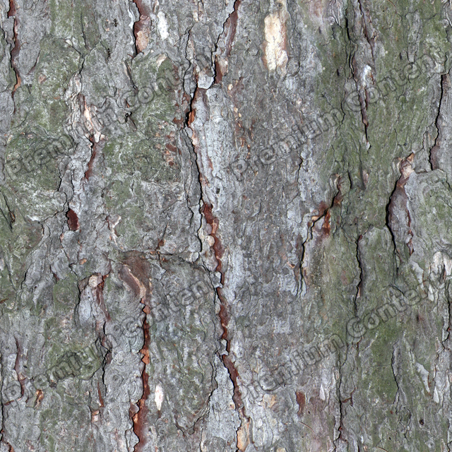 Seamless Tree Bark