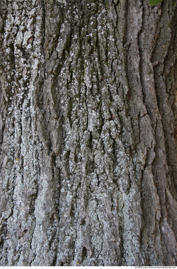 Tree Bark