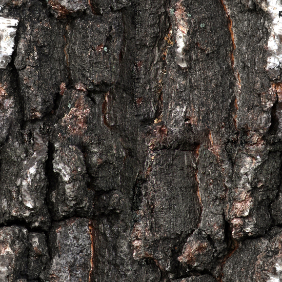 Seamless Tree Bark