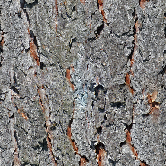 Seamless Tree Bark