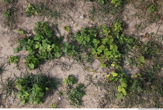 Plant Fields