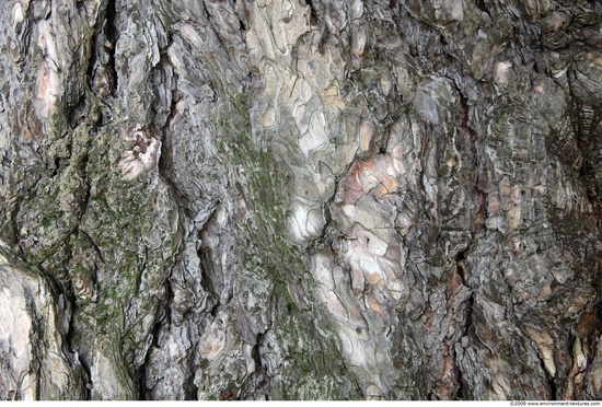 Tree Bark