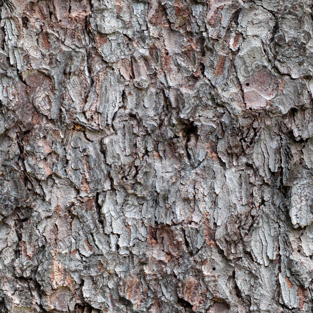 Seamless Tree Bark