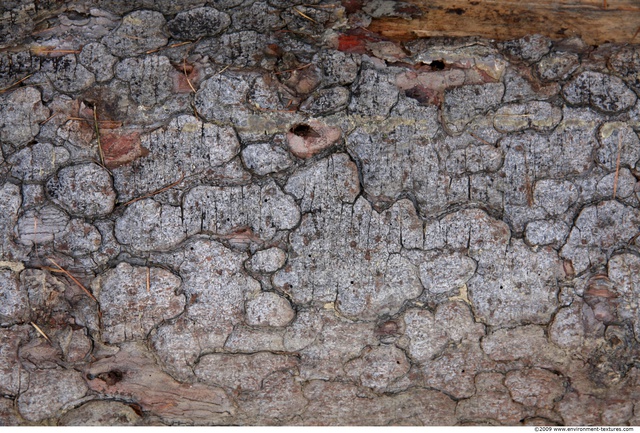 Tree Bark