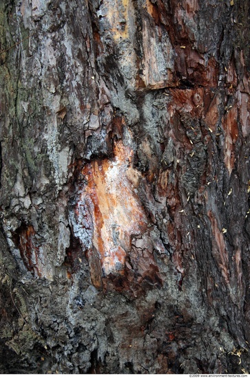 Tree Bark