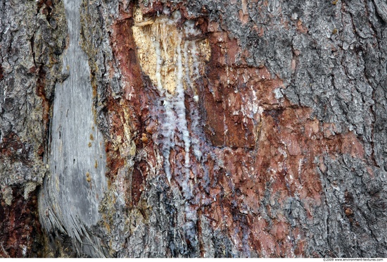 Tree Bark