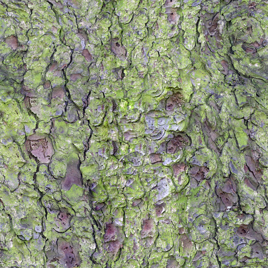 Seamless Tree Bark