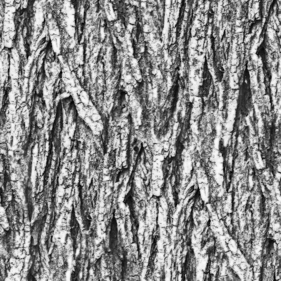 Seamless Tree Bark