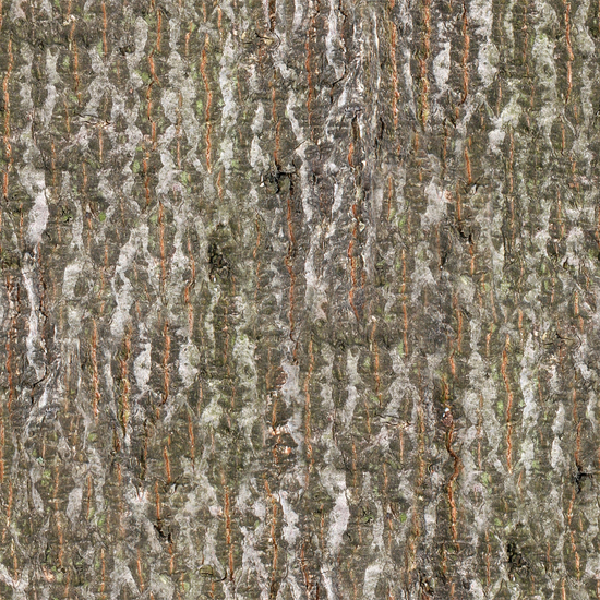 Seamless Tree Bark