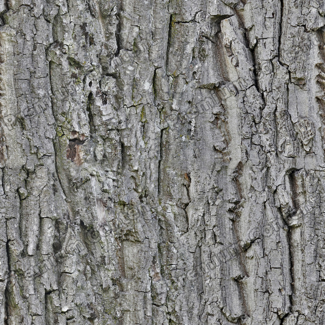 Seamless Tree Bark