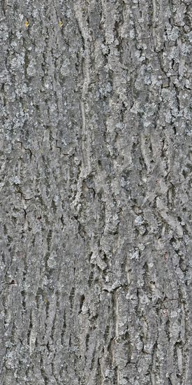 Seamless Tree Bark