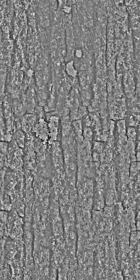 Seamless Tree Bark