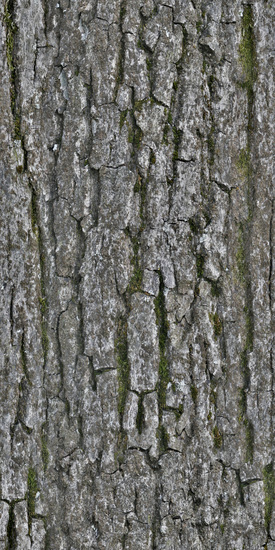 Seamless Tree Bark