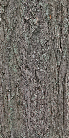 Seamless Tree Bark