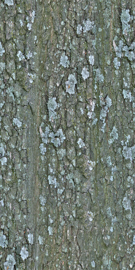 Seamless Tree Bark