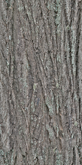 Seamless Tree Bark