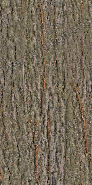Seamless Tree Bark