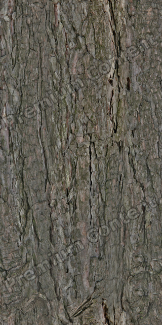 Seamless Tree Bark