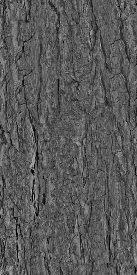 Seamless Tree Bark