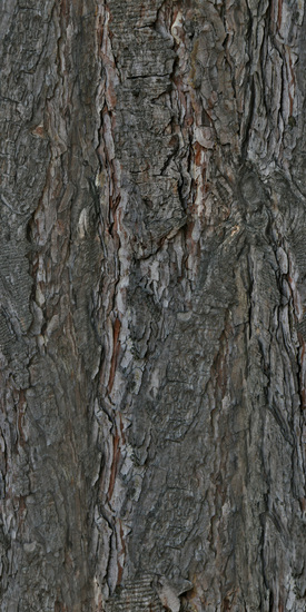 Seamless Tree Bark