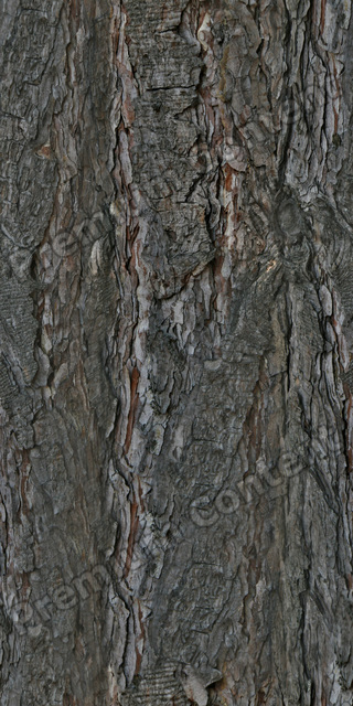 Seamless Tree Bark