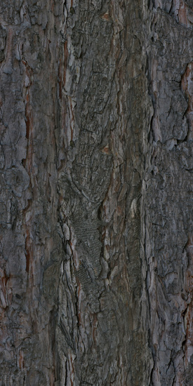 Seamless Tree Bark