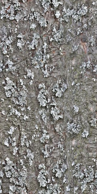 Seamless Tree Bark