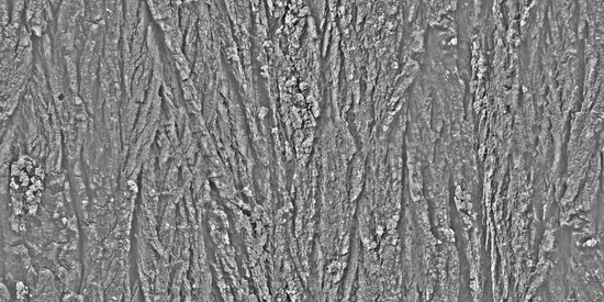 Seamless Tree Bark