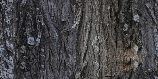 Seamless Tree Bark