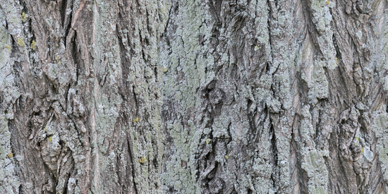 Seamless Tree Bark