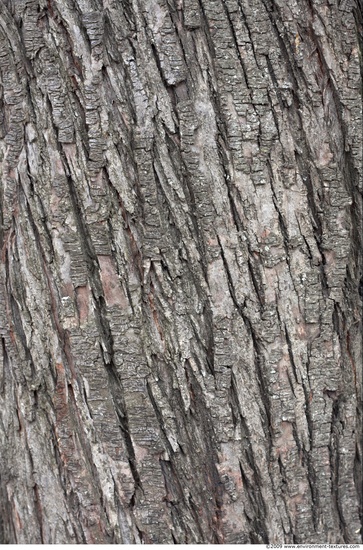 Tree Bark