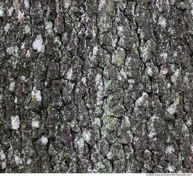 Tree Bark