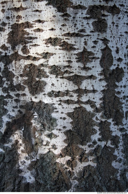 Tree Bark