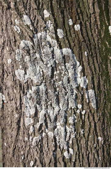 Tree Bark